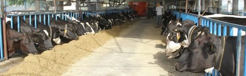 Quality Silage Manufacturer from Punjab