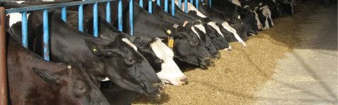 Quality Silage Manufacturer from Punjab