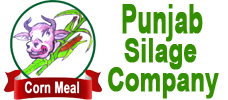 Punjab Silage Company, Corn meal
